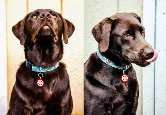 Custom Etched Double-sided Pet Tags